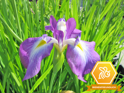 Schwertlilie Japanische Sumpfiris - Iris ensata (kaempferi)